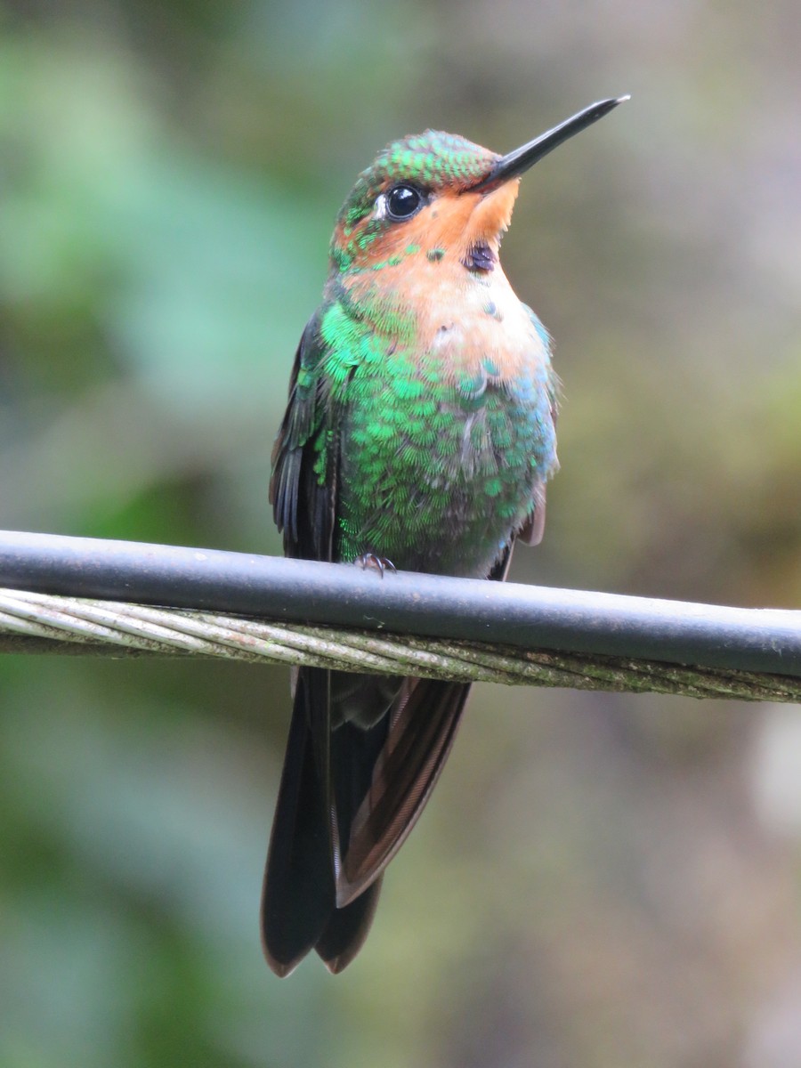 Green-crowned Brilliant - ML40056361