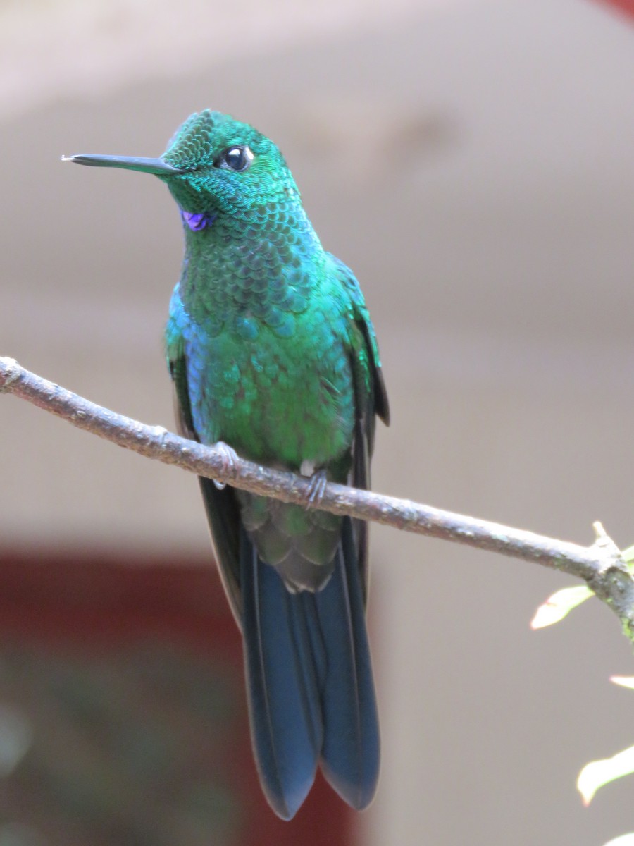 Green-crowned Brilliant - ML40056451