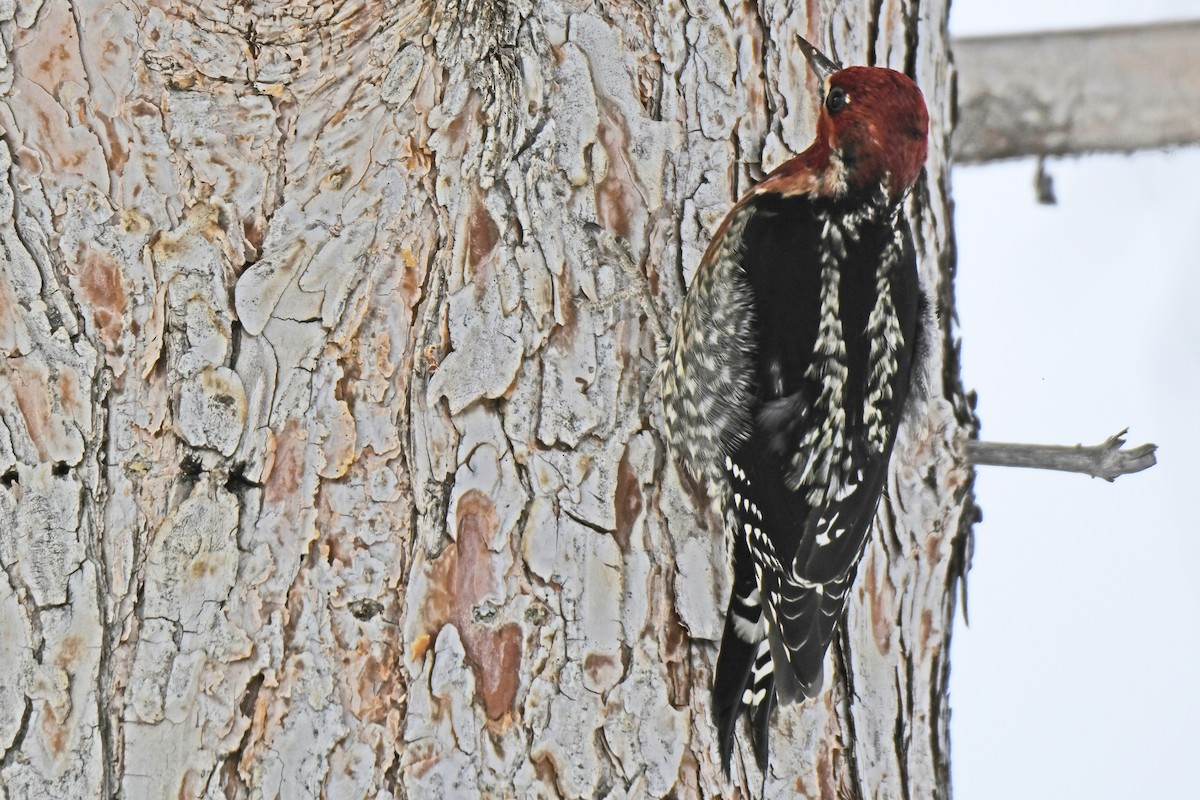 Red-naped x Red-breasted Sapsucker (hybrid) - ML400569981