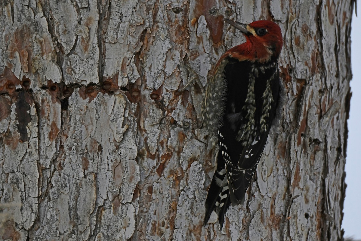 Red-naped x Red-breasted Sapsucker (hybrid) - ML400569991