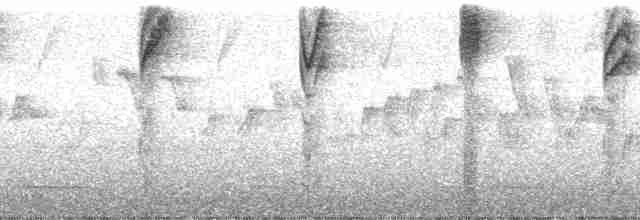 Gray-hooded Bush Tanager (chrysogaster) - ML40057