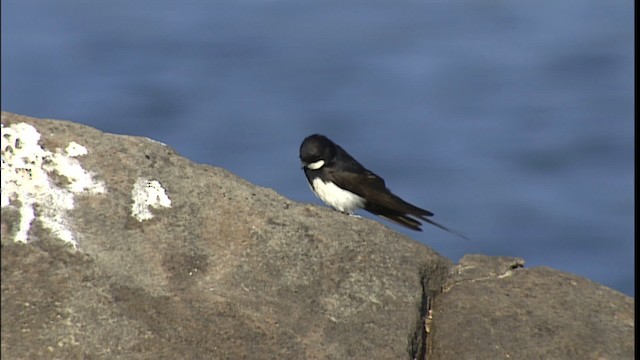 Black-collared Swallow - ML400573