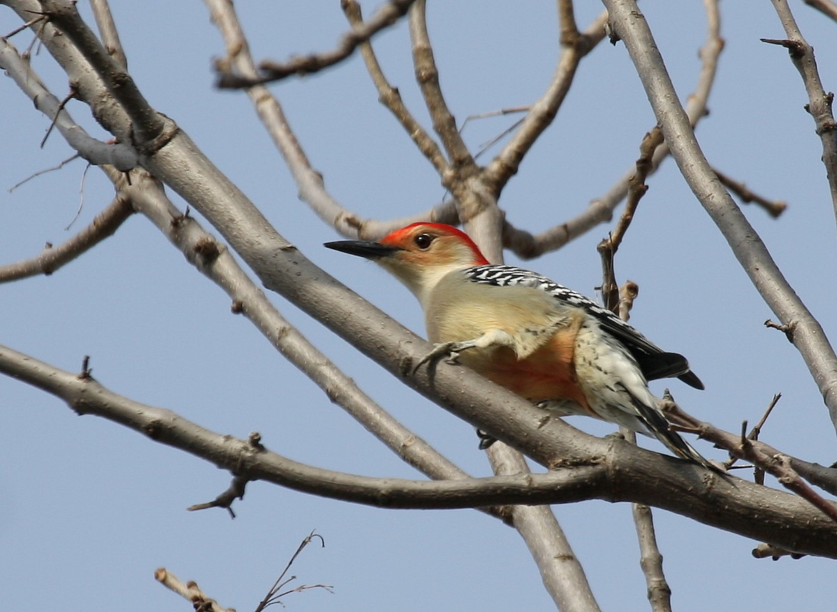 Red-bellied Woodpecker - Yves Dugré