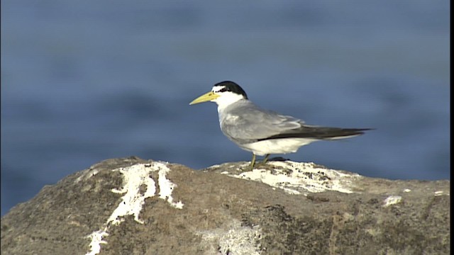 Yellow-billed Tern - ML400577