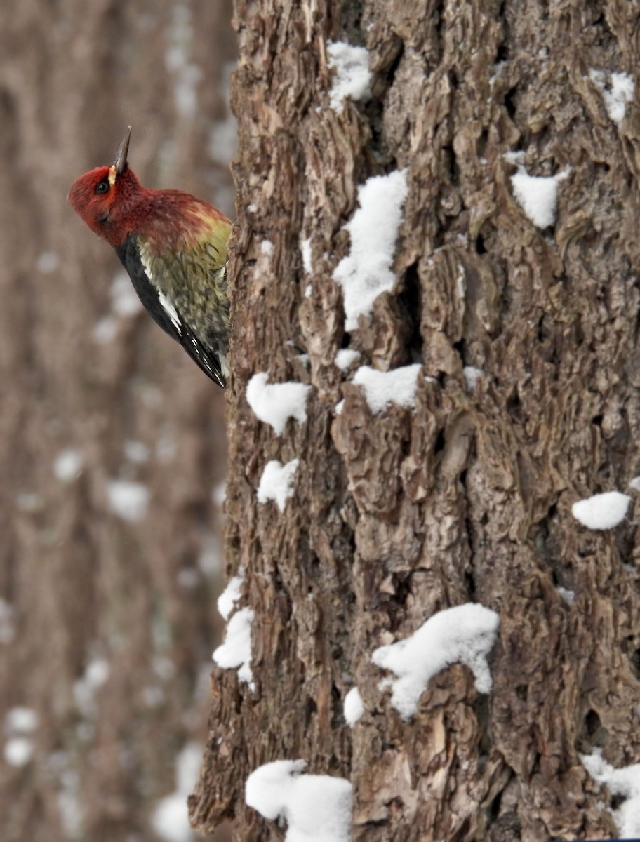Red-breasted Sapsucker - ML400578291