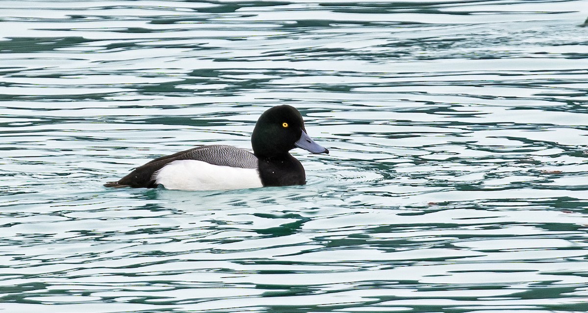 Greater Scaup - ML400579481