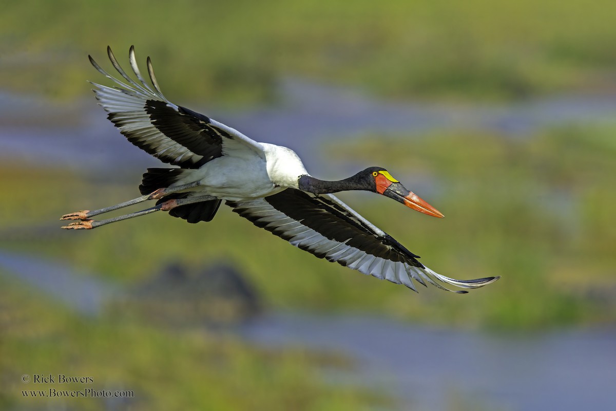 Saddle-billed Stork - Rick Bowers