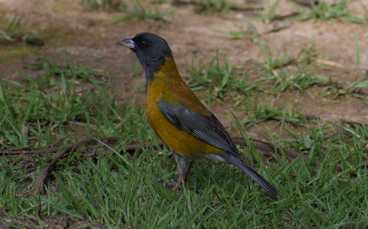 Peruvian Sierra Finch - ML400587201