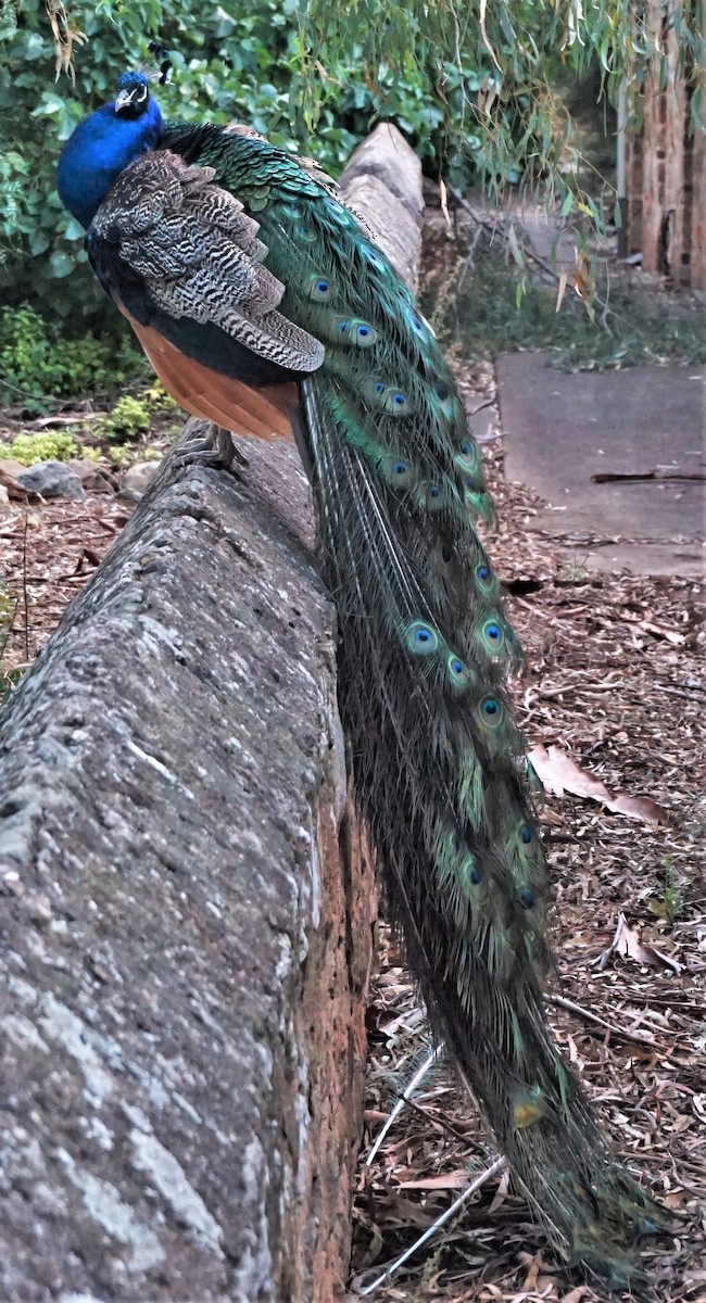 Indian Peafowl (Domestic type) - ML400590131