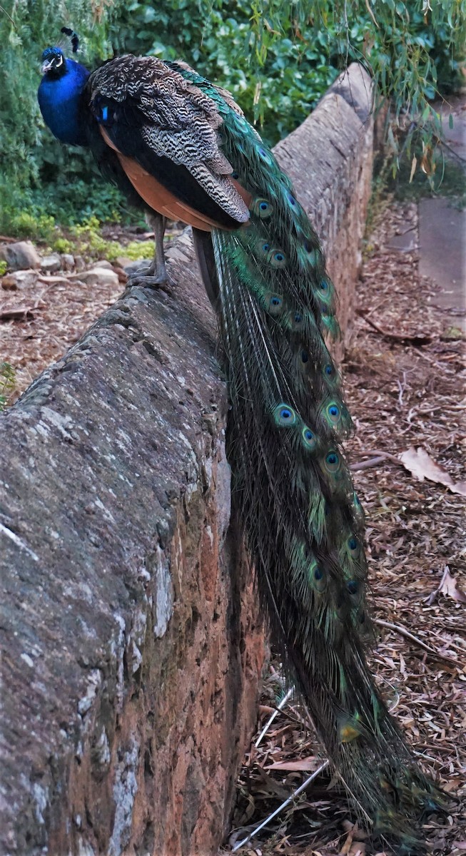 Indian Peafowl (Domestic type) - ML400590161