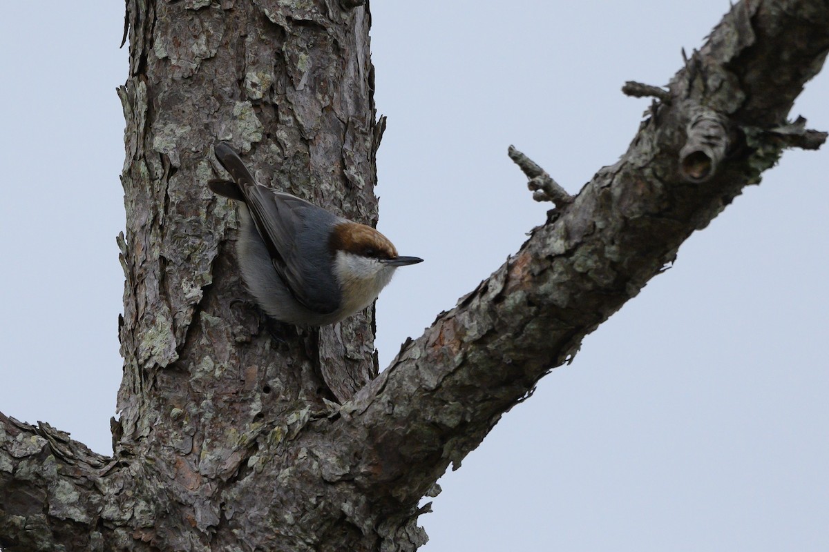 Brown-headed Nuthatch - ML400594731