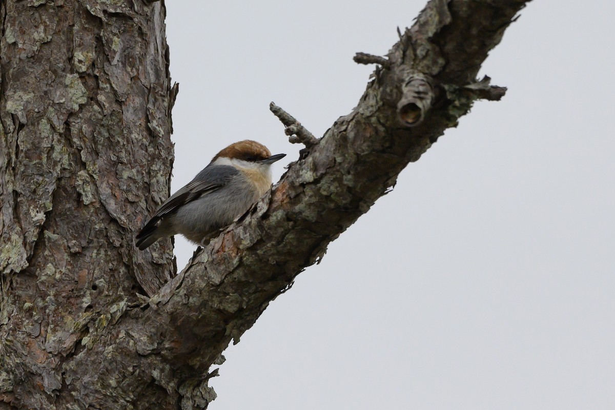 Brown-headed Nuthatch - ML400594741