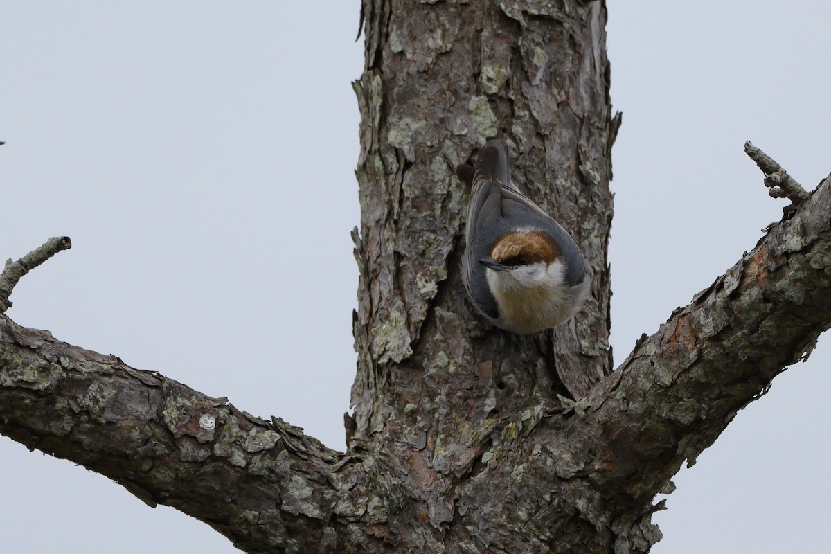 Brown-headed Nuthatch - ML400594761