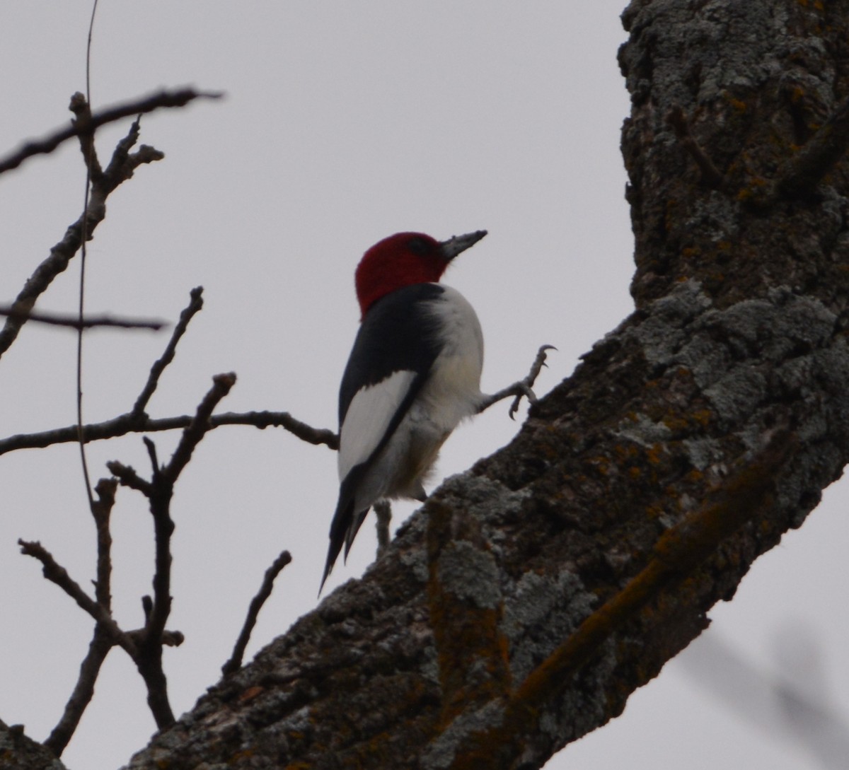 Red-headed Woodpecker - ML400595321