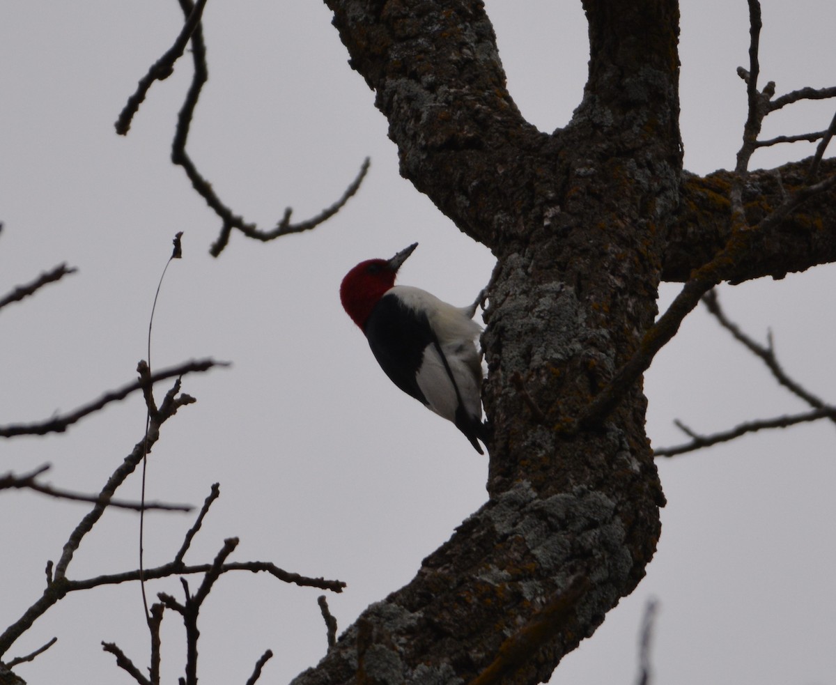 Red-headed Woodpecker - Chad Ludwig