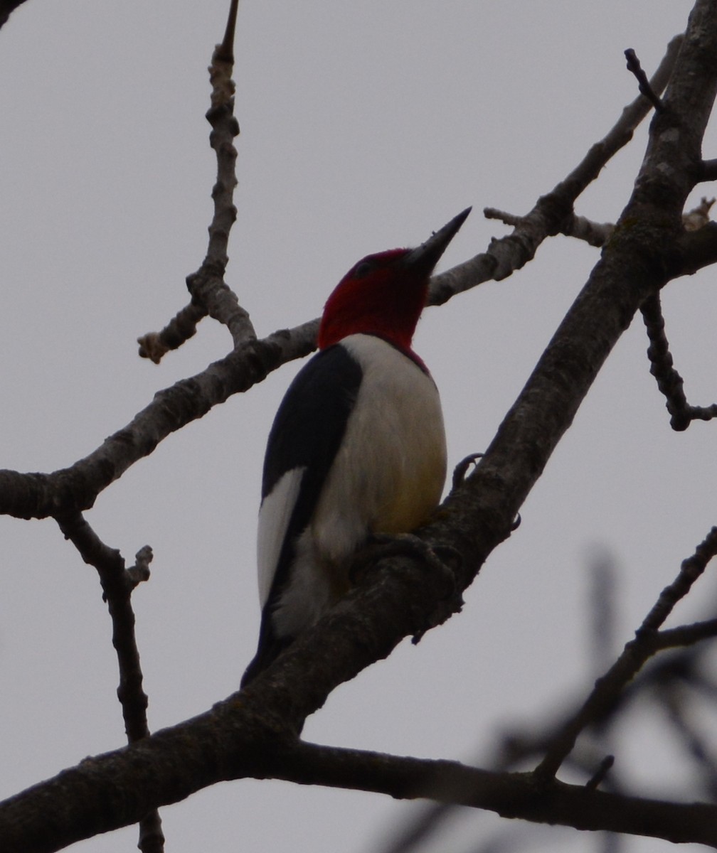 Red-headed Woodpecker - Chad Ludwig