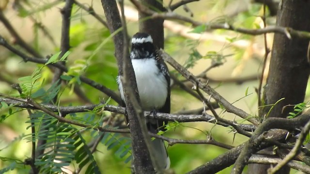White-browed Fantail - ML400605031
