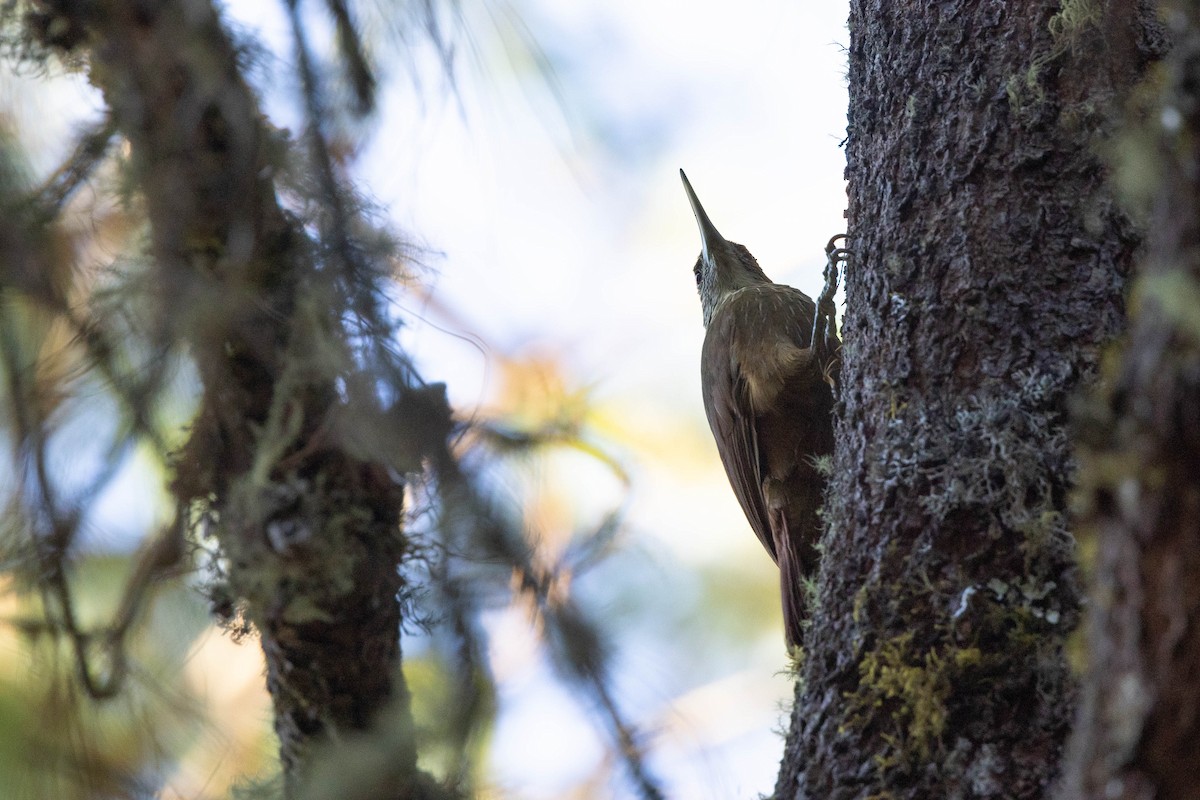 Strong-billed Woodcreeper (Central American) - ML400605211