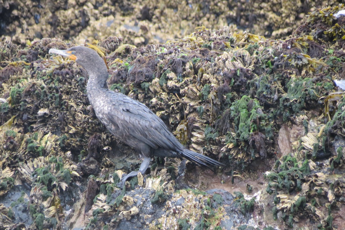 Double-crested Cormorant - Jan Thom