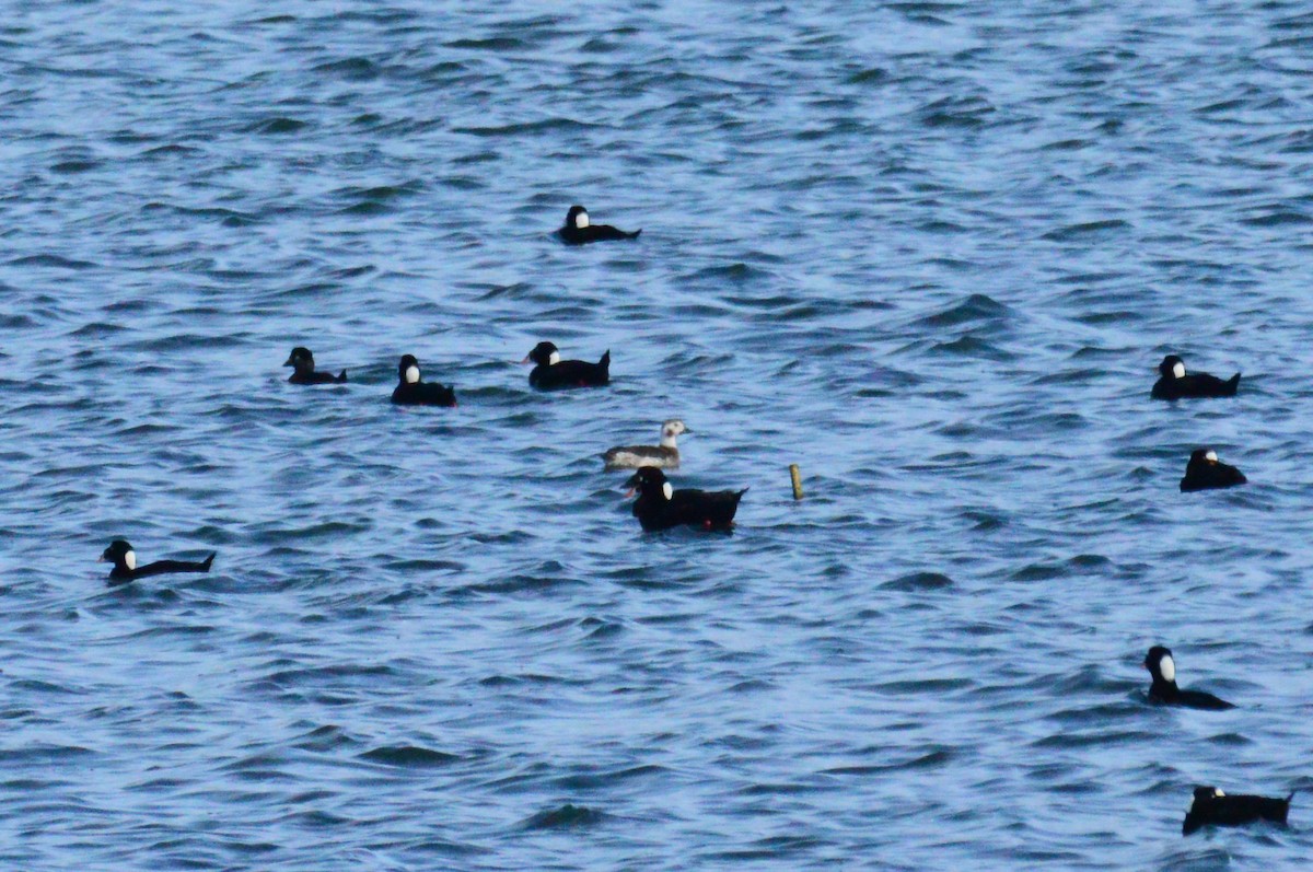 Long-tailed Duck - ML400613771