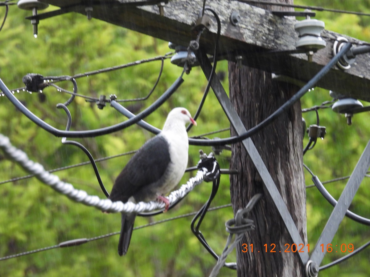 White-headed Pigeon - ML400626901