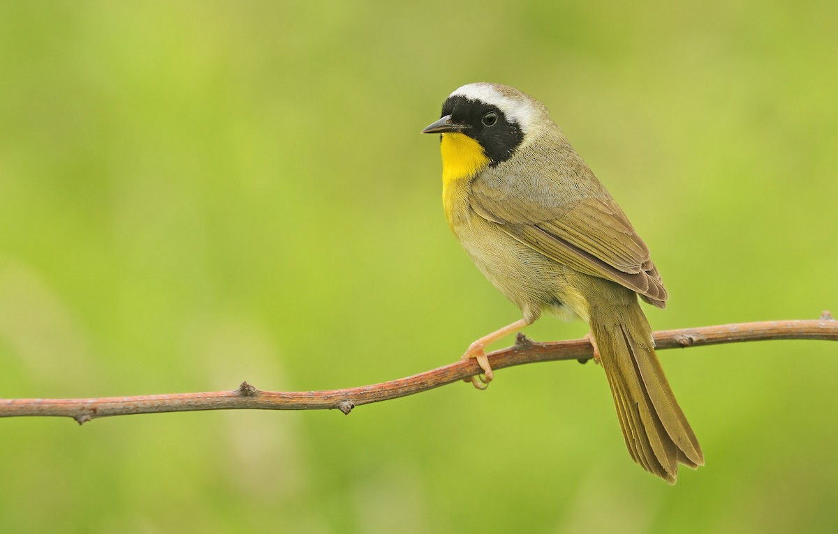 Common Yellowthroat - Ryan Schain