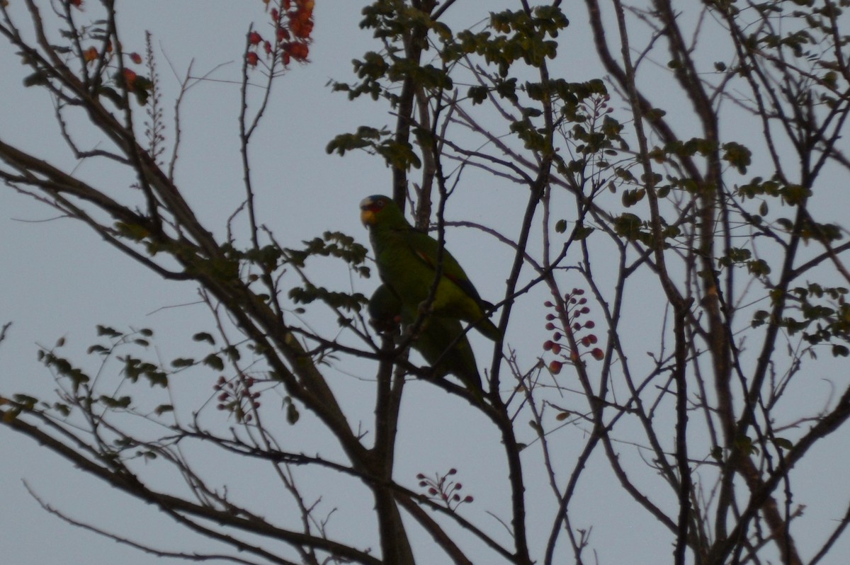 White-fronted Parrot - ML40062871