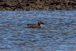 Australasian Shoveler, ML400634441