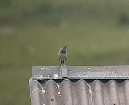 Bluethroat (Red-spotted) - ML400641531