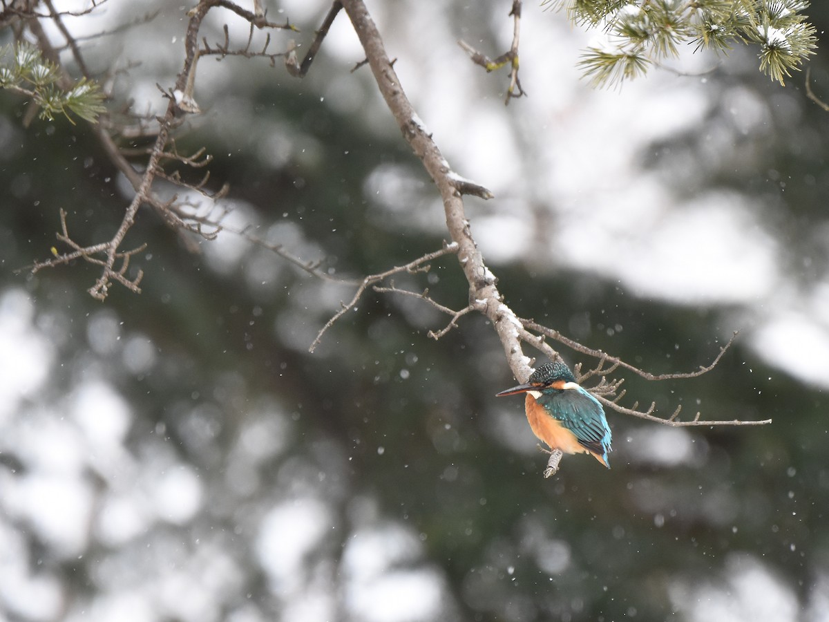 Common Kingfisher - Yojiro Nagai