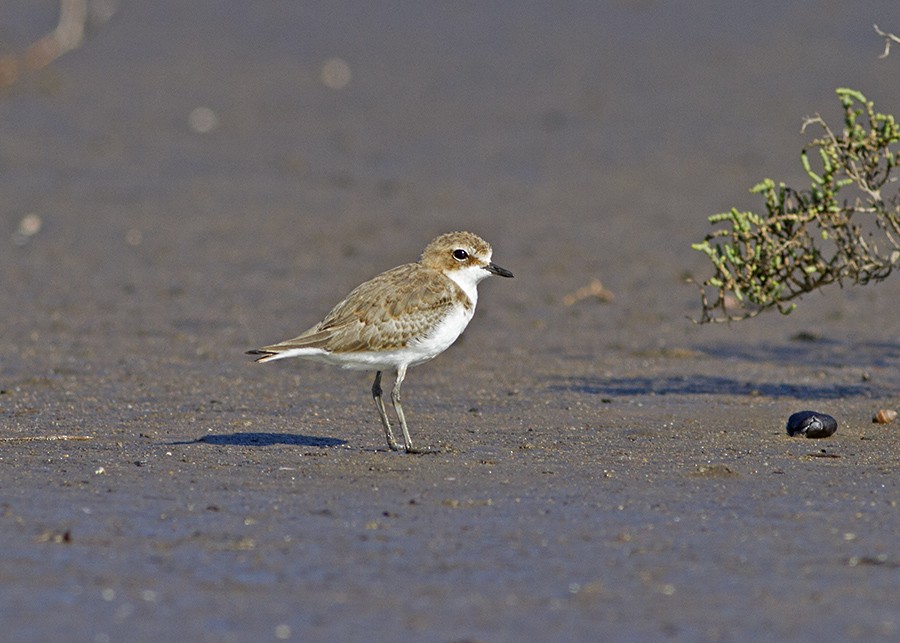 Red-capped Plover - ML40064681