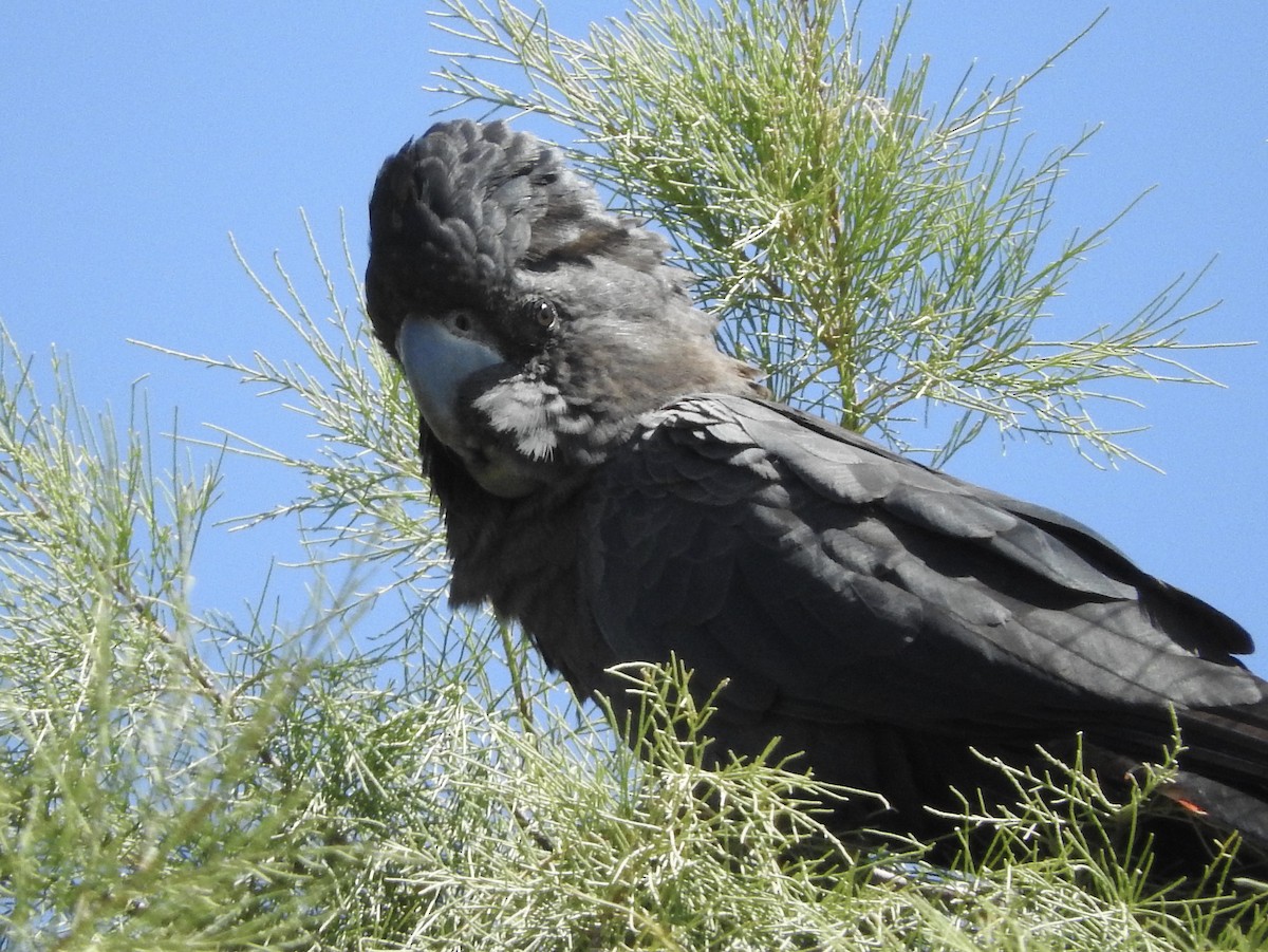 Red-tailed Black-Cockatoo - Noam Markus