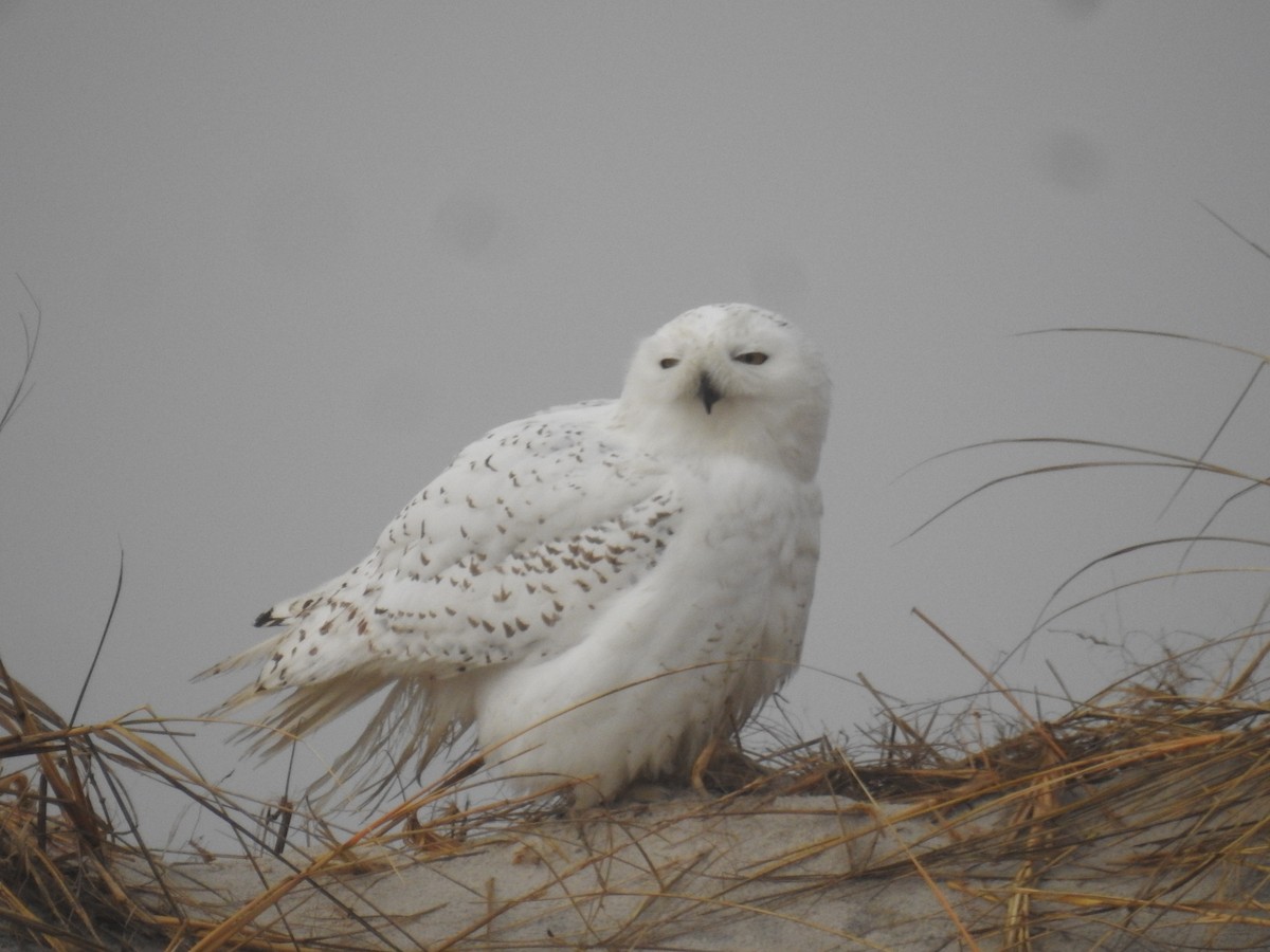 Snowy Owl - ML400648711