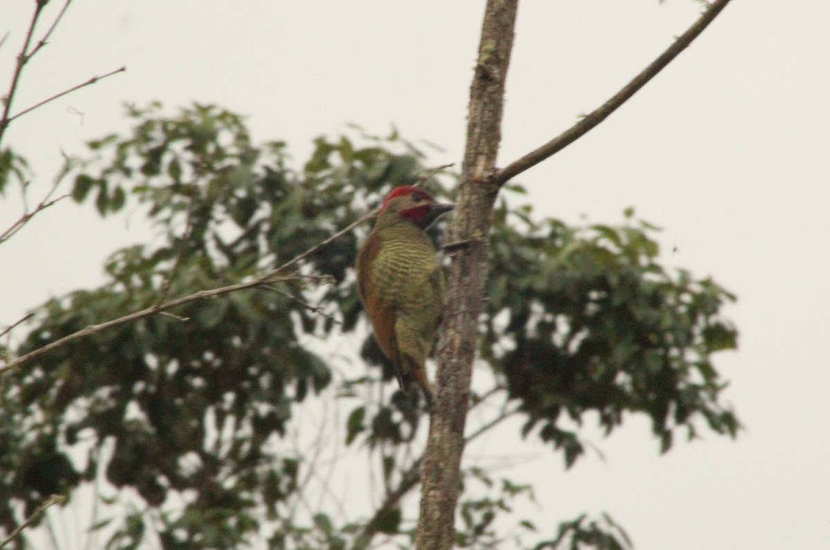 Golden-olive Woodpecker - Daniel de Jesus Garcia León