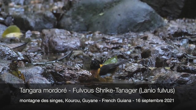 Fulvous Shrike-Tanager - ML400657901