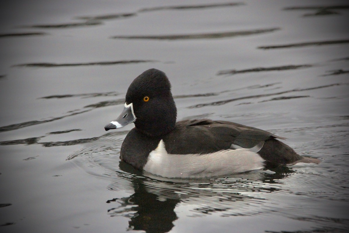 Ring-necked Duck - ML400664111