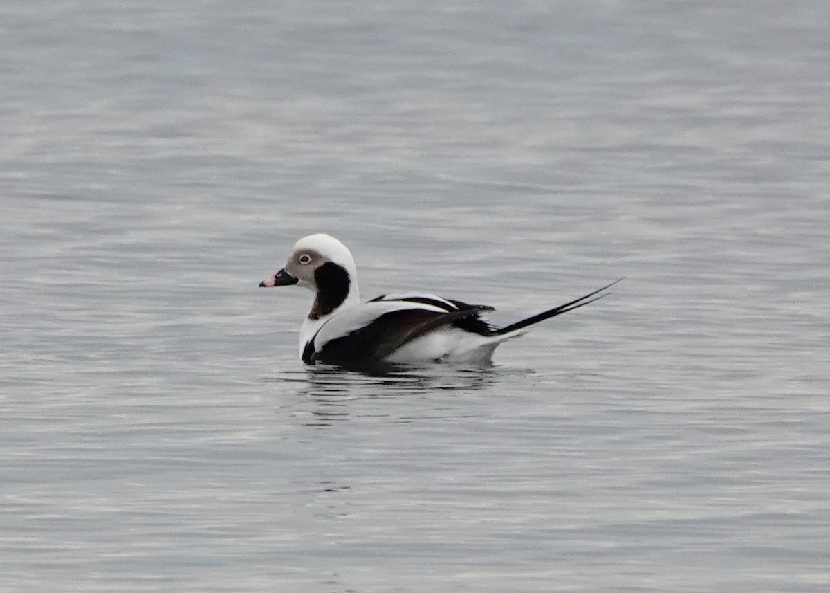 Long-tailed Duck - ML400664281