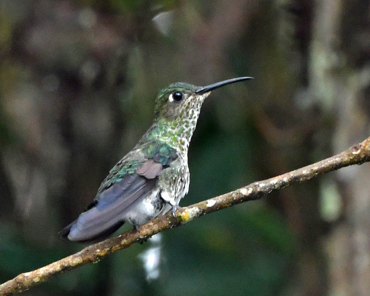 Many-spotted Hummingbird - ML400664451