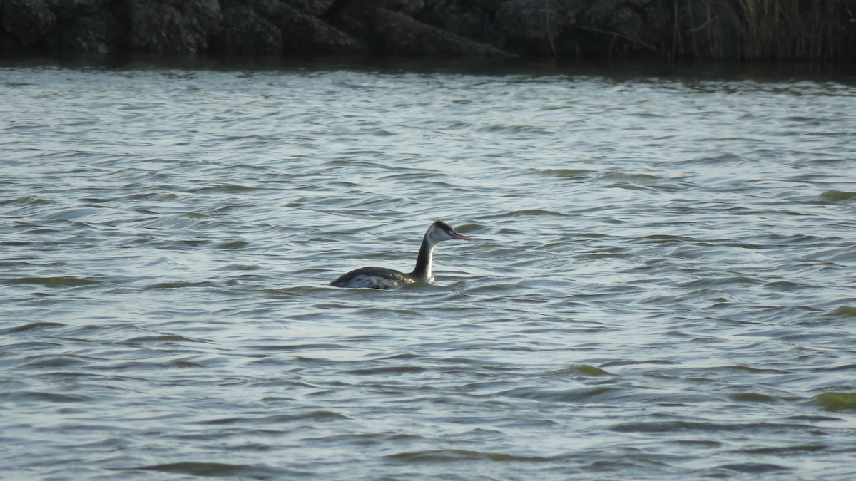 Great Crested Grebe - ML400664921