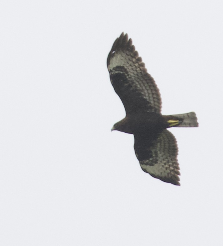 Short-tailed Hawk - ML400669091