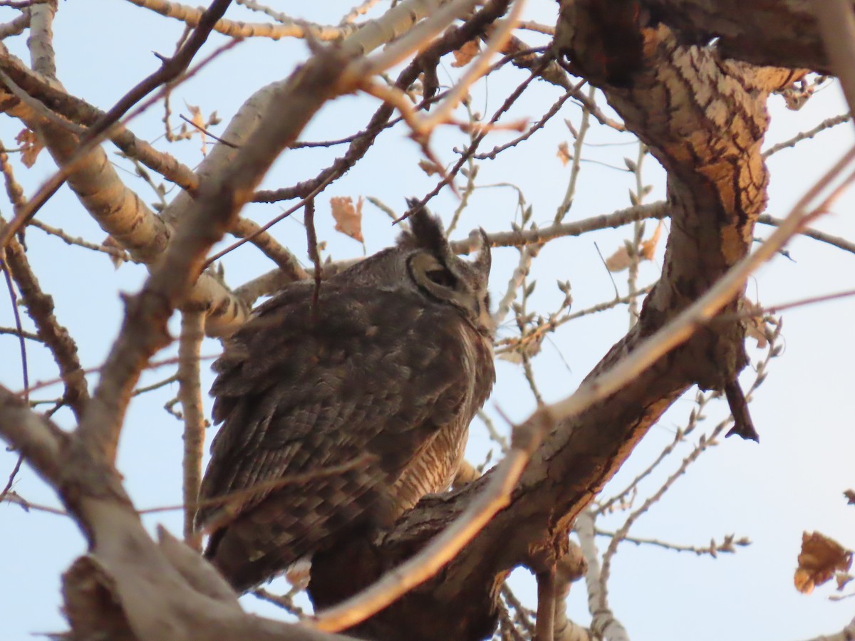 Great Horned Owl - ML400669391
