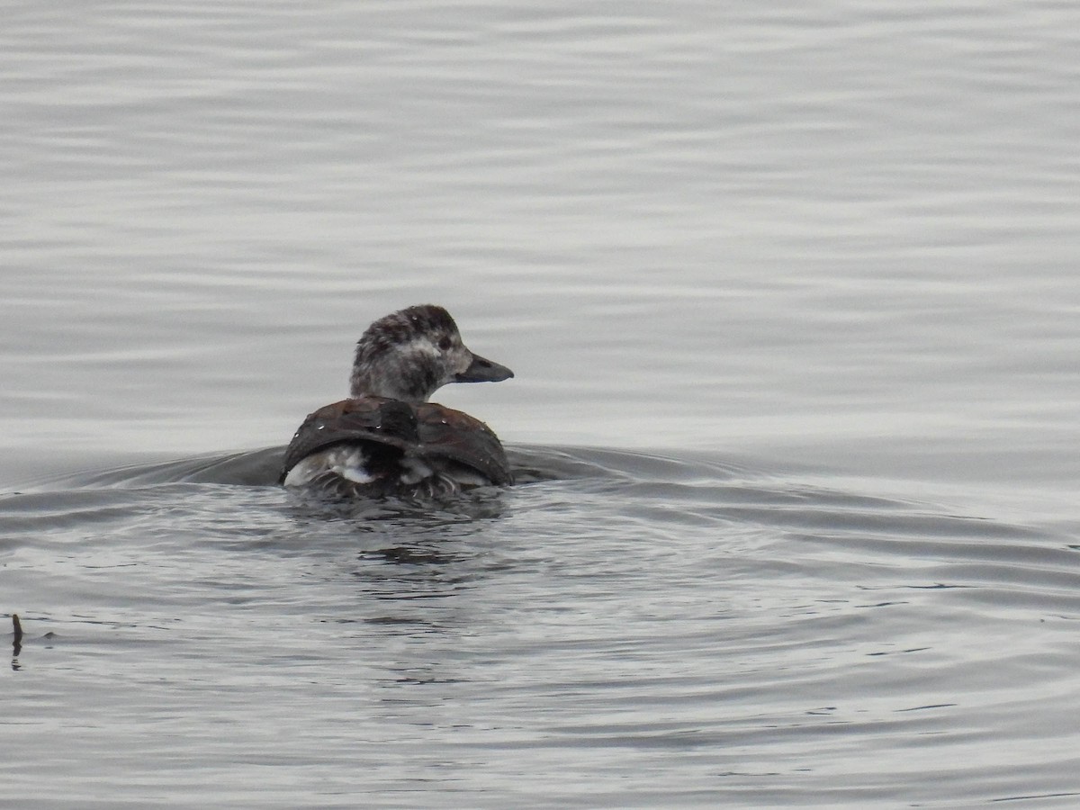 Long-tailed Duck - ML400671991