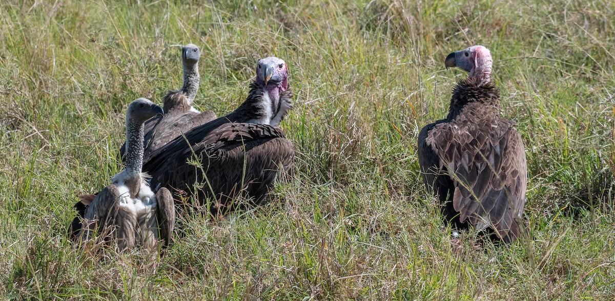Lappet-faced Vulture - ML400678141