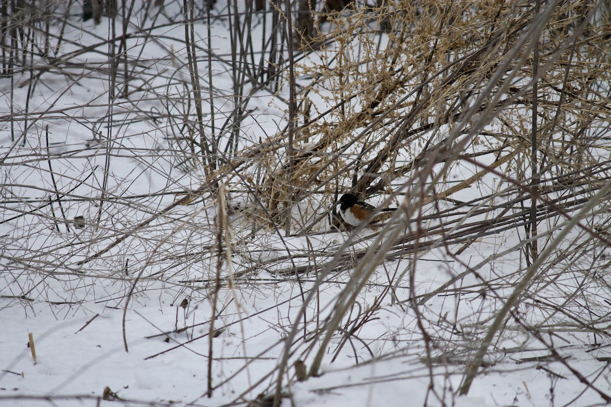 Spotted Towhee - ML400678161