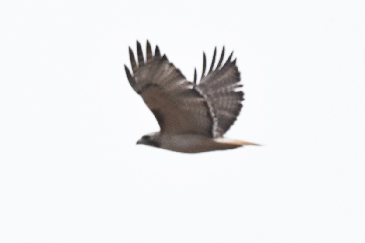 Red-tailed Hawk (Krider's) - ML400681321