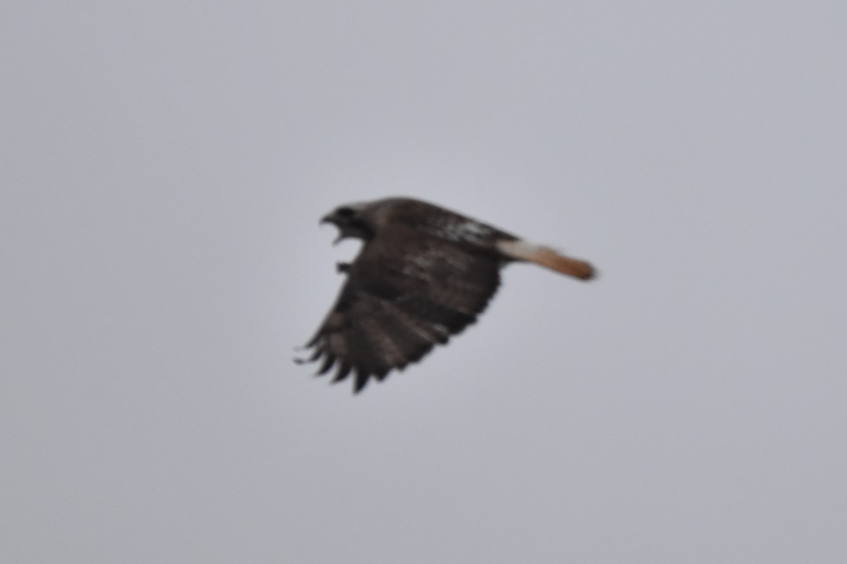Red-tailed Hawk (Krider's) - ML400681481