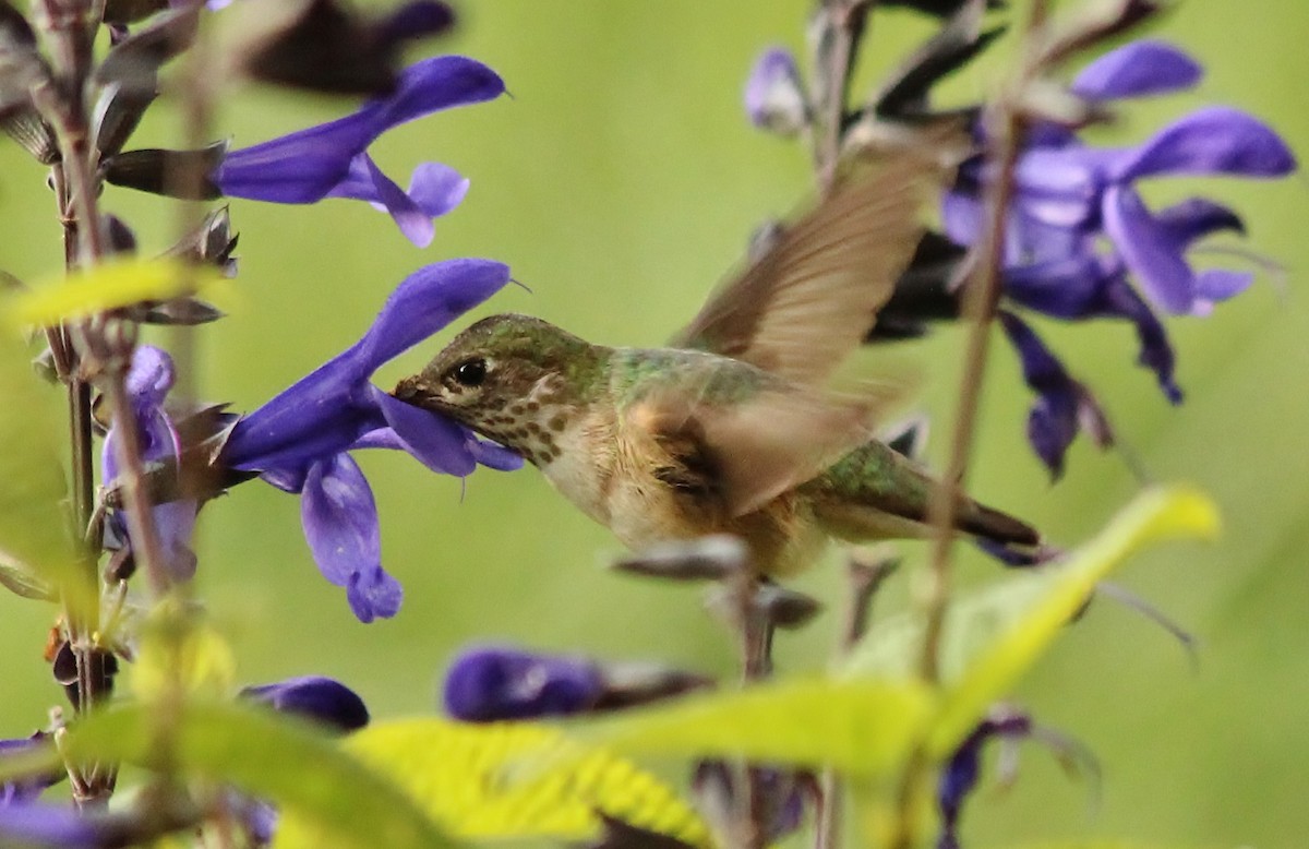 Calliope Hummingbird - Anthony Uhrich