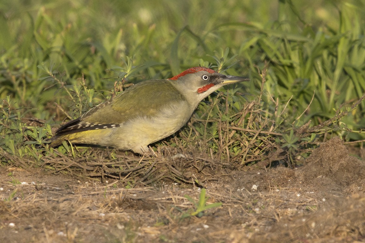 Iberian Green Woodpecker - ML400685951
