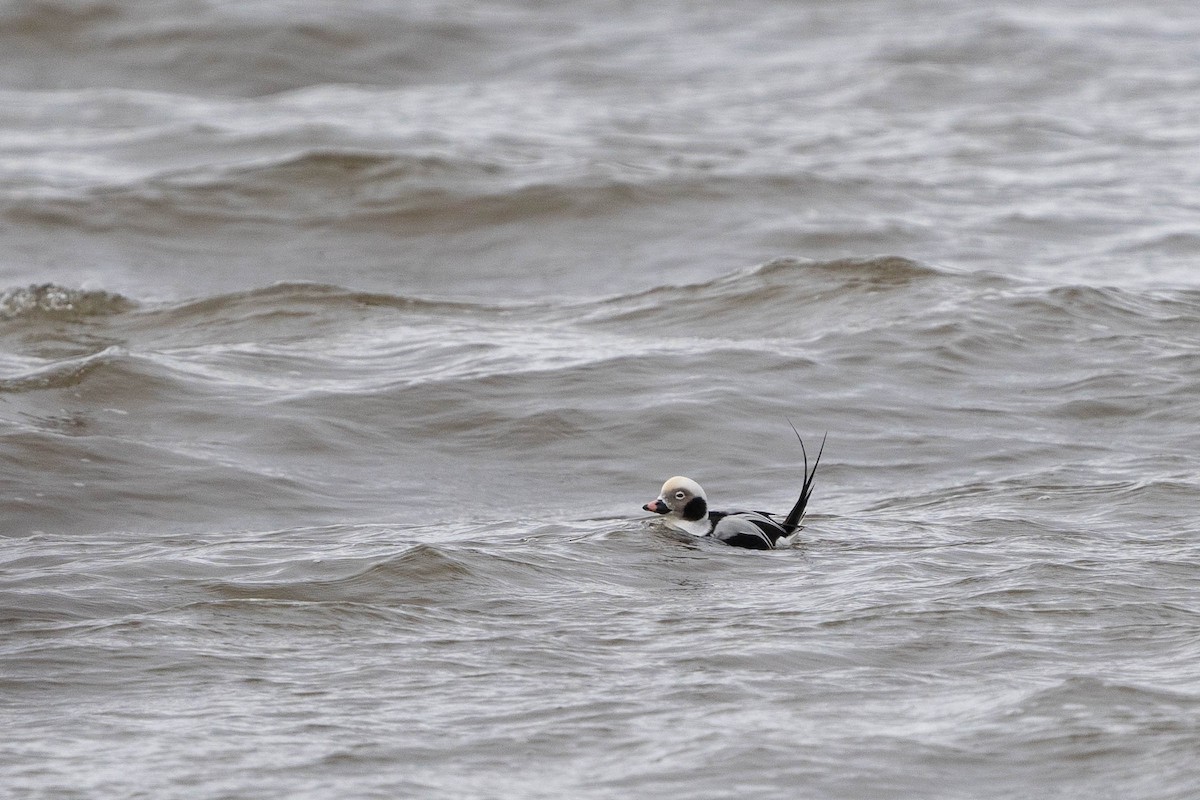 Long-tailed Duck - ML400688811