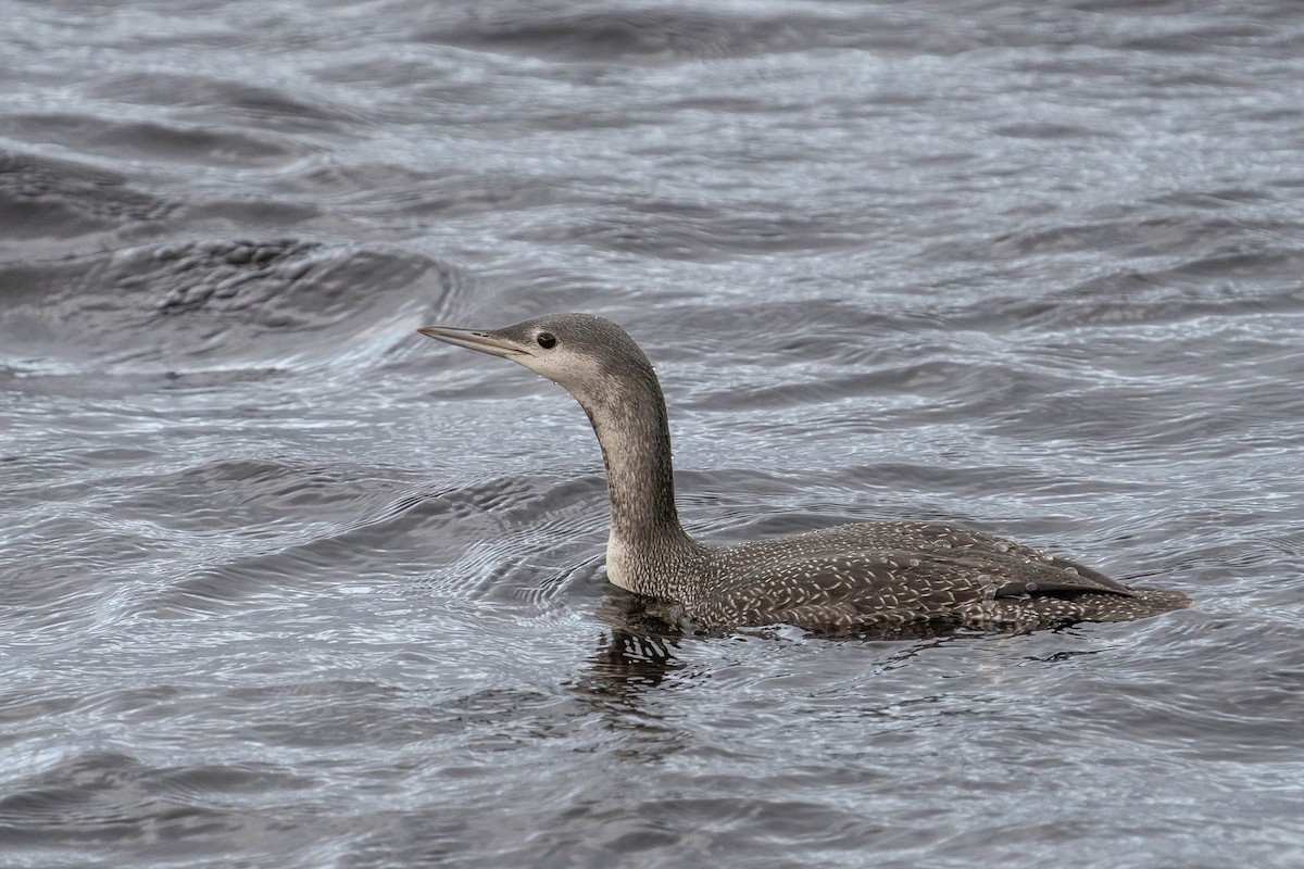 Red-throated Loon - ML400690521